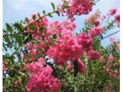 紫薇与木槿的夏天舞曲