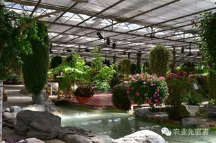 花卉市场的魅力：未来前景如何？