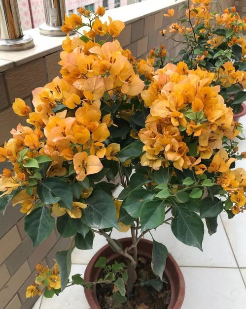 三角梅冬季养护秘籍：保暖防寒，促花蕾绽放