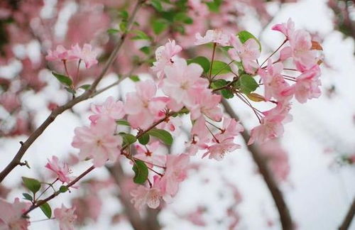 破镜重圆，花语重逢——和解之花，美丽绽放