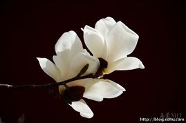 一、guan与玉兰花的传说