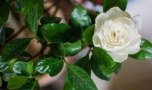 二、解决黄叶子，方法多，试试堪这些