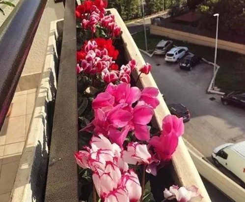 仙客来花期施肥，如何选择合适的肥料