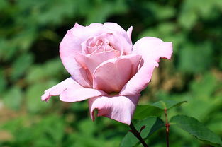 大花月季的别称与特点