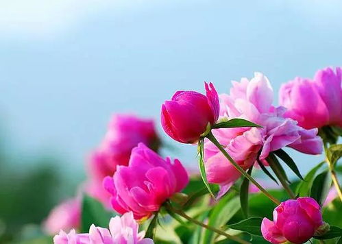 为什么别人家的粉色草本花Neng开得那么旺盛，而我家的却总是稀稀拉拉？