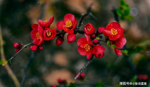 清热解毒的小助手