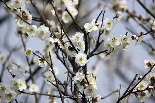 梅花傲雪，桃花娇艳