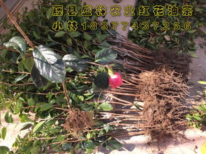 优化栽培技术， 提升产油量