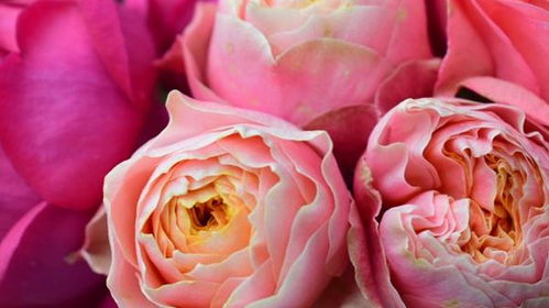 温柔珊瑚心月季的花色，是不是真的独特？