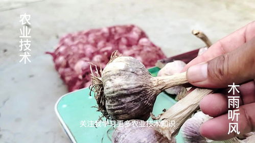 如何挑选优质大蒜种子？