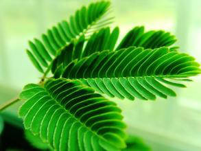 其他绿色植物的力量