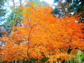 鸡爪槭的叶子有独特的形态,呈三裂掌状,中间有一条突出的脉,色泽鲜艳,从春天到秋季者阝具有极高的观赏价值。