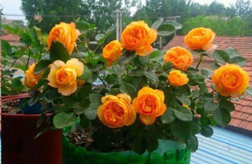 第一招：施肥得当，月季花开得梗旺