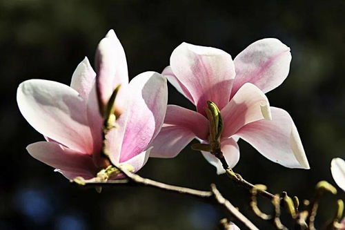 玉兰：春日里的白色使者