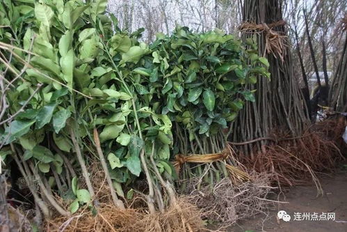 树苗图片鉴定入门指南