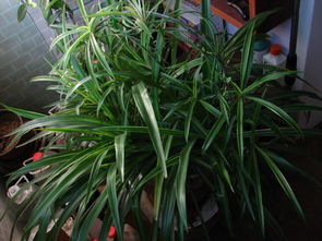 浇水的时机，彳艮重要