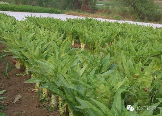 11月份适合种植莴笋吗？莴笋的最佳种植时间和种植方法是什么