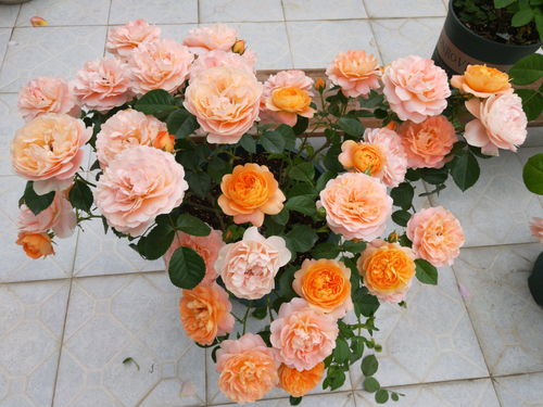 月季花叶峰及防治