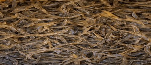 营养要跟上， 否则叶子也会黄