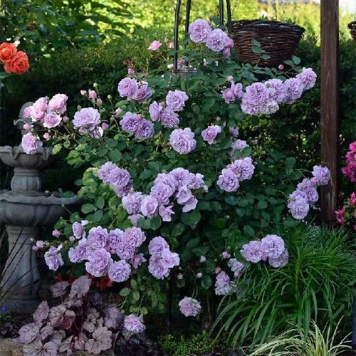 这么神奇的月季， 它的名字叫“蓝色阴雨”