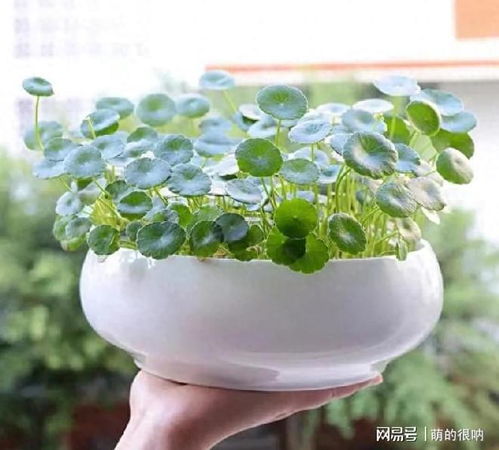 铜钱草喜水喜光，养护需注意光照充足、保持土壤湿润