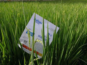 四、 其他相关内容