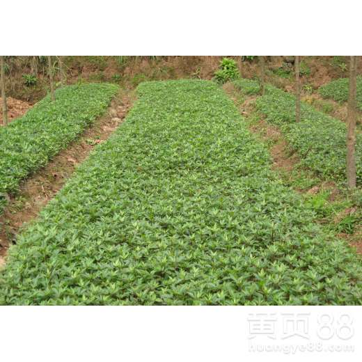 沉香树苗种植时如何科学养殖并注意哪些关键事项