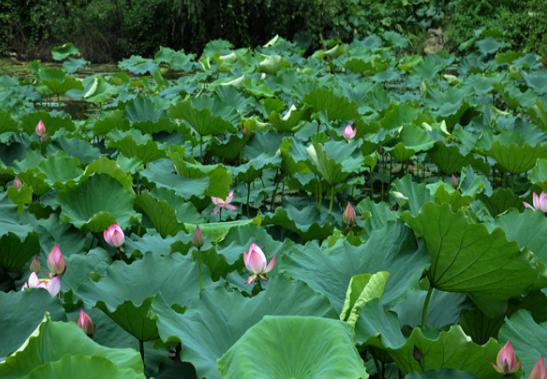 荷花病虫害防治，关注预防