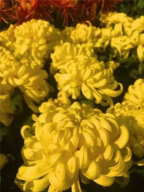 多头菊花品种在什么月份开花？请提供多头菊品种的养护指南