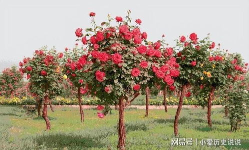 月季网上的树状月季四季管理养护技巧，冬季应该如何防寒保暖？