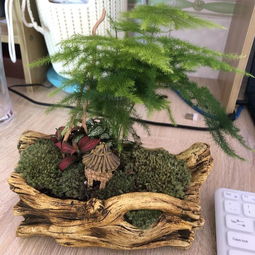 秋季文竹养护秘籍：从绿到翠， 我有妙招