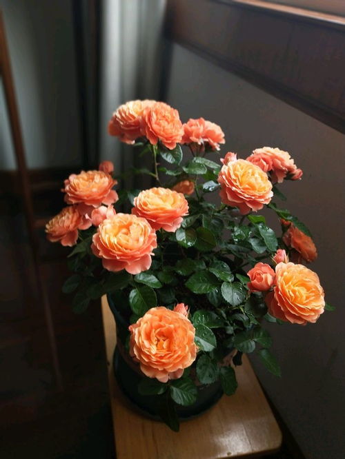 月季花开， 春意盎然