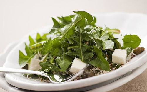 蒲公英炒菜去寒性， 搭配有妙招