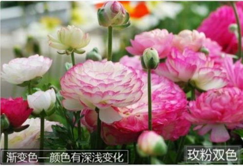 洋牡丹养护， 细节决定成败