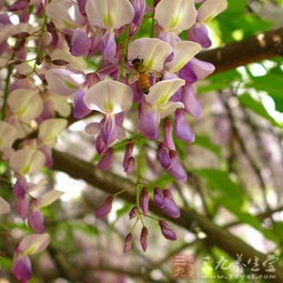 紫藤的药用价值：多种疾病的治疗者