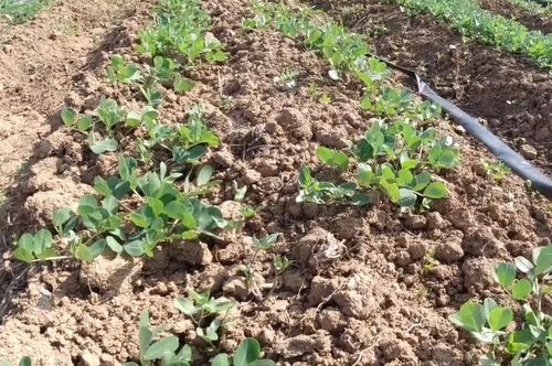 一、己唑醇使用方法