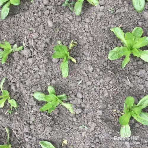 一、 适合九月底种植的蔬菜种类