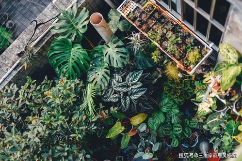 油麻藤种植方法大揭秘