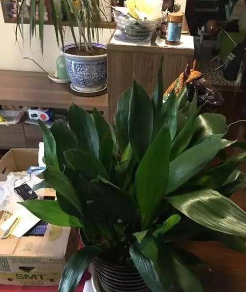 一叶兰，叶子绿得都能养活人了！