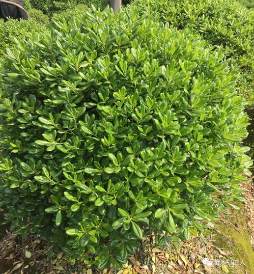 全冠苗木的养护技巧