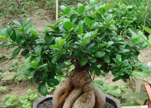 换盆与注意事项