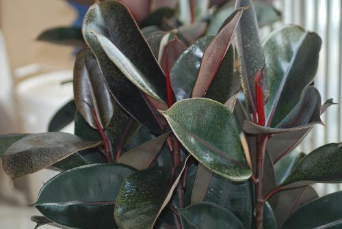 橡皮树冻伤后的急救， 三步走让你家的绿植重获新生