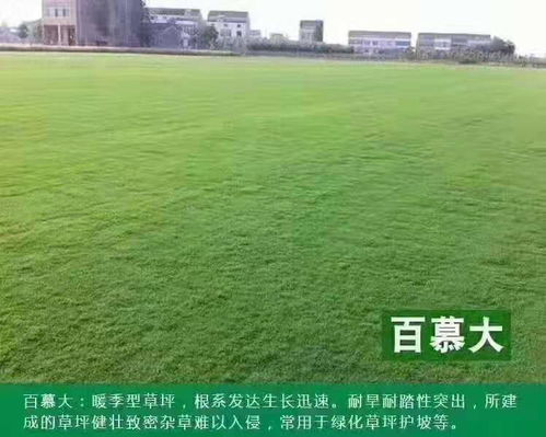 百慕大草籽播种步骤：如何种出一片绿意