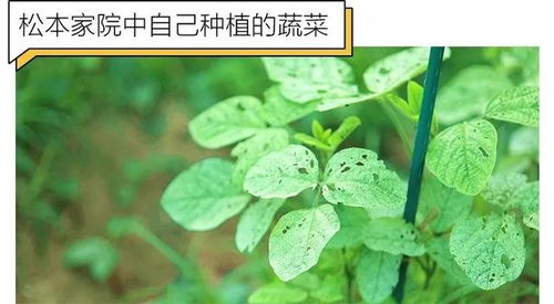 小葱病虫害， 有妙招