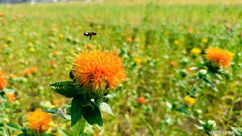 云南农科院的数据告诉你