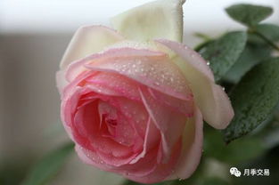 月季裸根苗， 种植的奥秘与时机