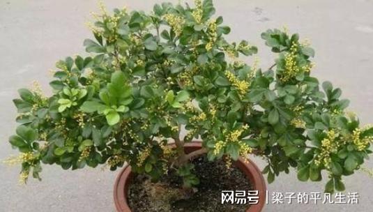 酸奶浇花，植物更健康