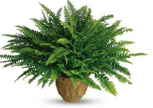 雪松种植技巧分享