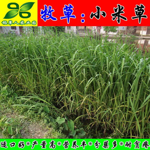 洗衣粉水浇蒜苗？NO！