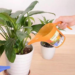 盆栽浇水的那些事儿